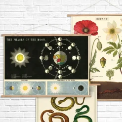 Cavallini Poster Fleurs • Fashion