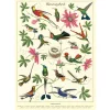 Cavallini Poster Hummingbirds Sale