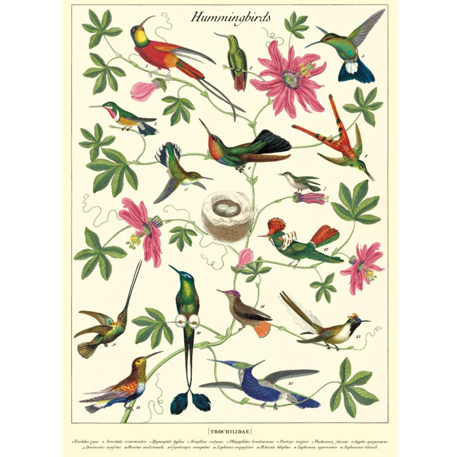 Cavallini Poster Hummingbirds Sale