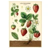Cavallini Poster Strawberries Hot