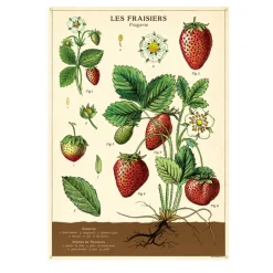 Cavallini Poster Strawberries Hot