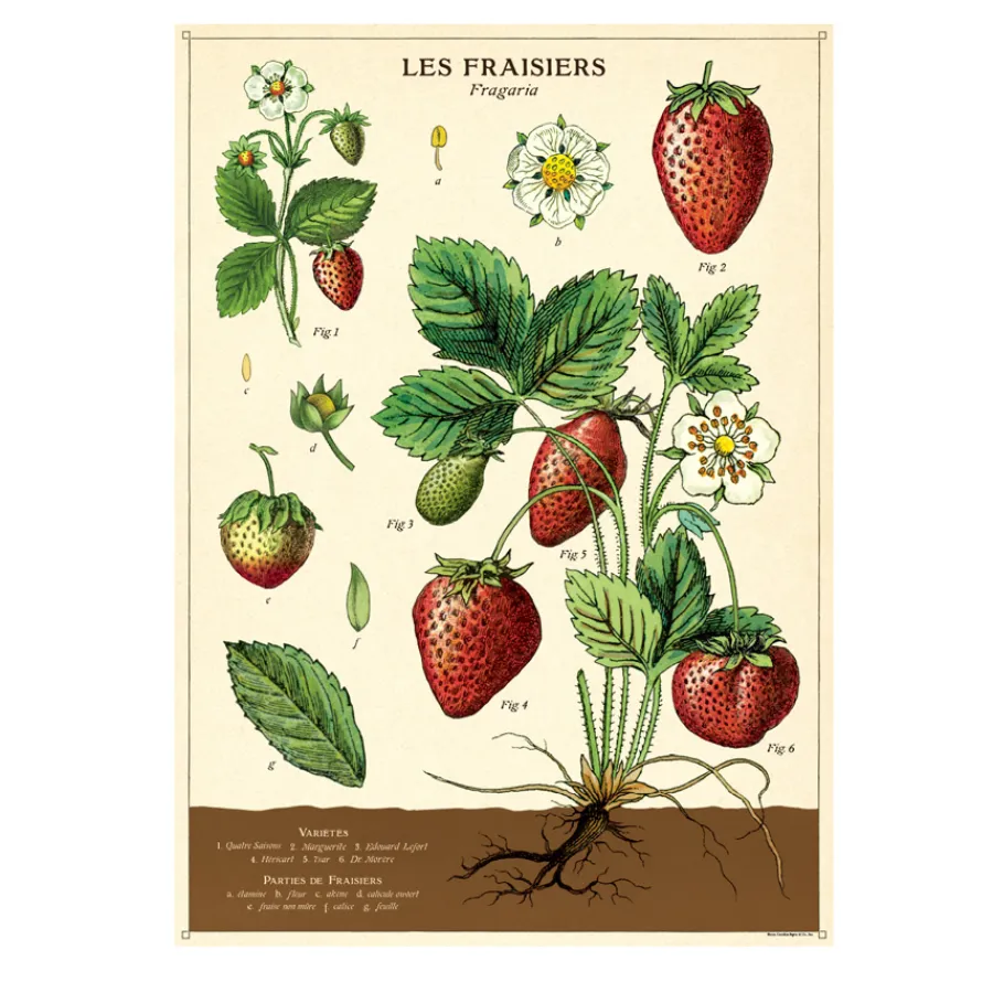 Cavallini Poster Strawberries Hot