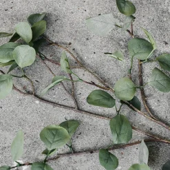 House Doctor Deko-Pflanze Eucalyptus Natur Hot